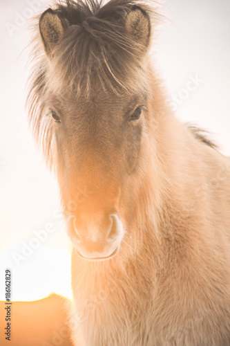 The Icelandic horse