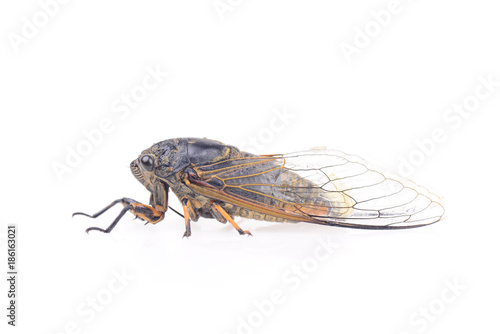 Cicada isolated on a white background