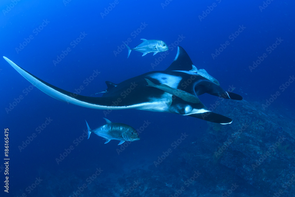 Naklejka premium Oceanic Manta Ray