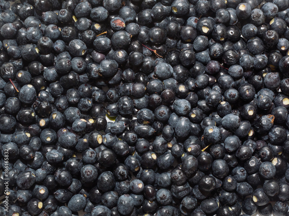Common myrtle black blue scented berries ready to make mirto liqueur Common myrtle black blue scented berries ready to make mirto liqueur