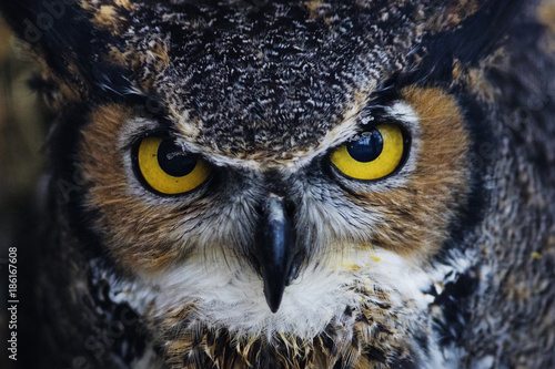 Great Horned Owl staring with golden eyes 