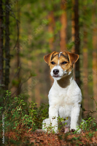 Jack Russell in the open air
