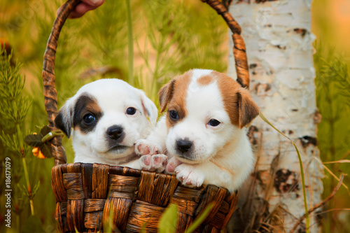 Puppies jack russel