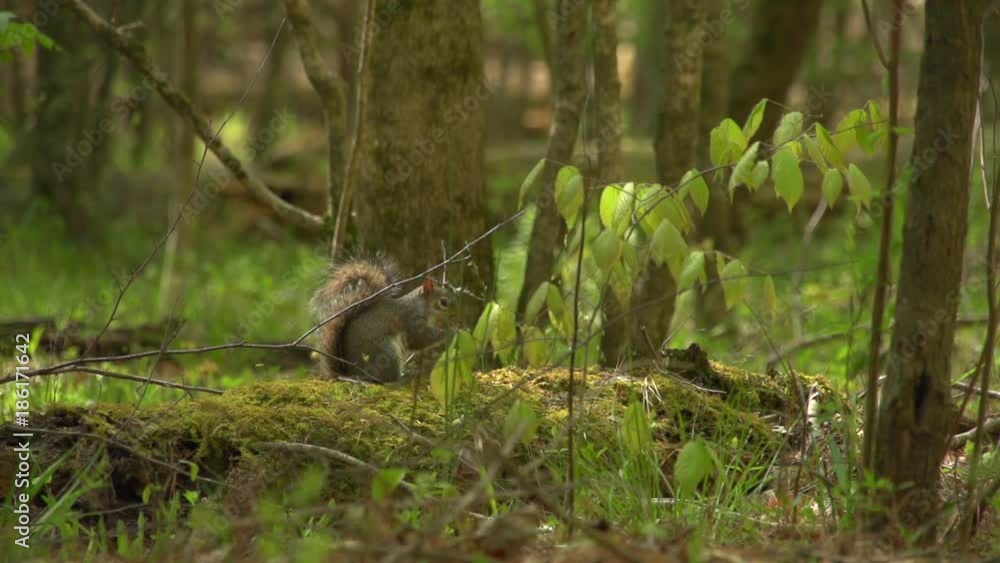 a squirrel on a fallen tree a squirrel on a fallen tree