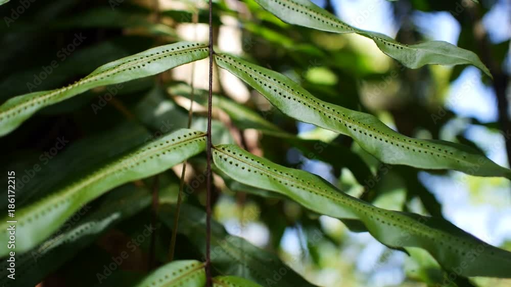 fern close up handheld fern close up handheld