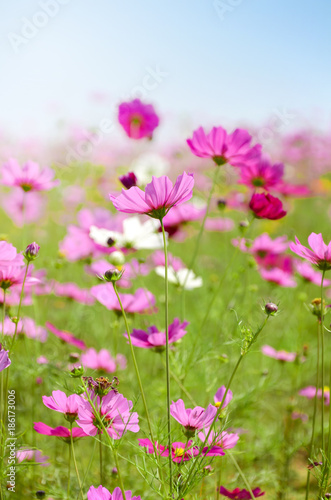 Pink cosmos flowers field on sunny day. © areeya_ann