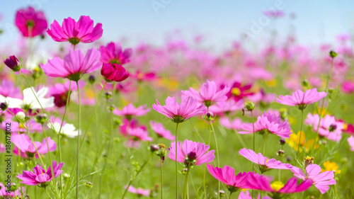 Pink cosmos flowers field on sunny day. © areeya_ann