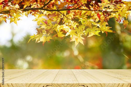 Perspective wood counter with Jananese maple tree garden in autumn.