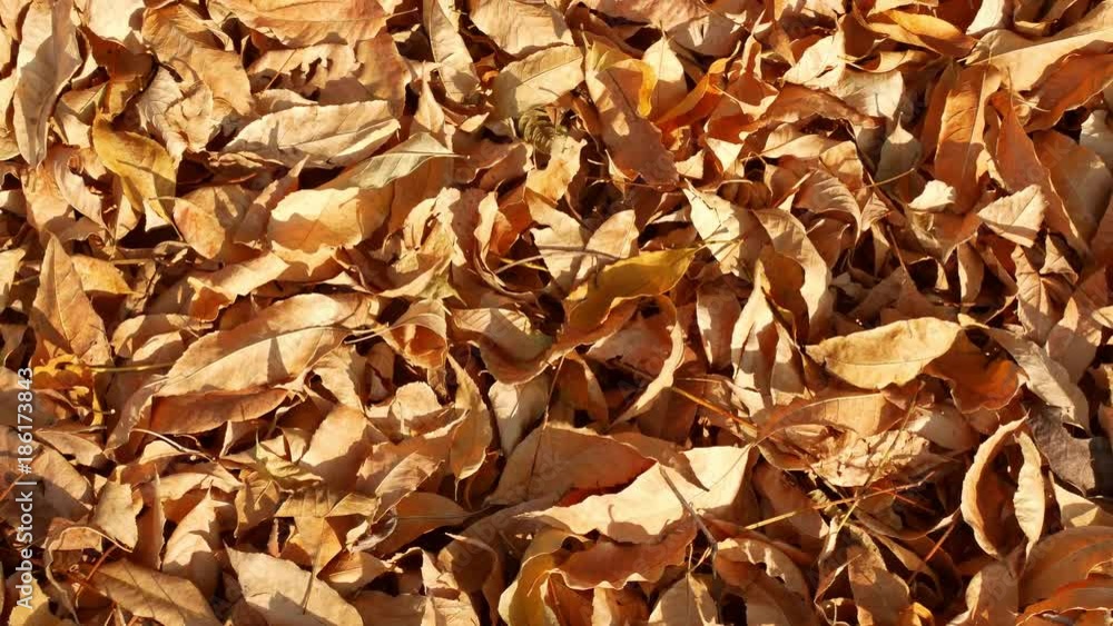 Fallen leaves in autumn. Fallen leaves in autumn.