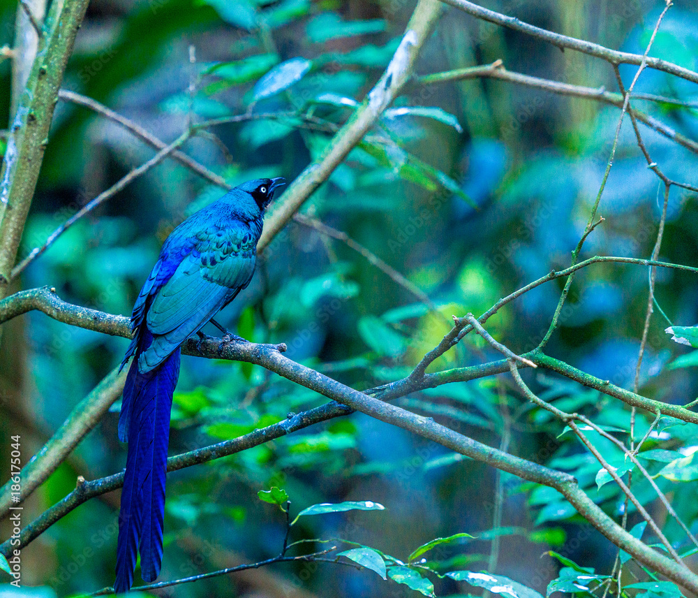 Fototapeta premium Deep Blue and Green Plumage on a Long Tailed Blue Starling Perched on a Small Branch