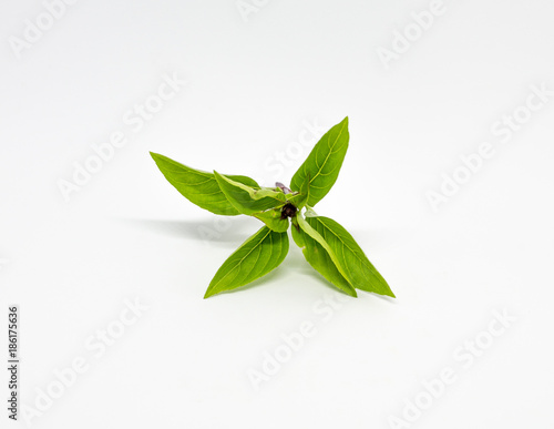 Fresh Thyme leaf on the stalk was isolated on the white background