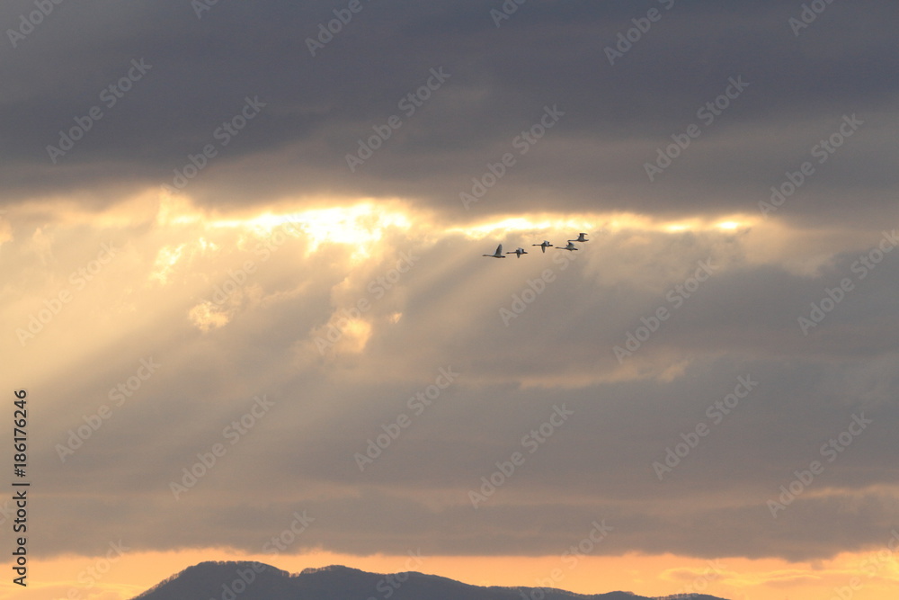 光芒と白鳥　Angel ladder and swans	