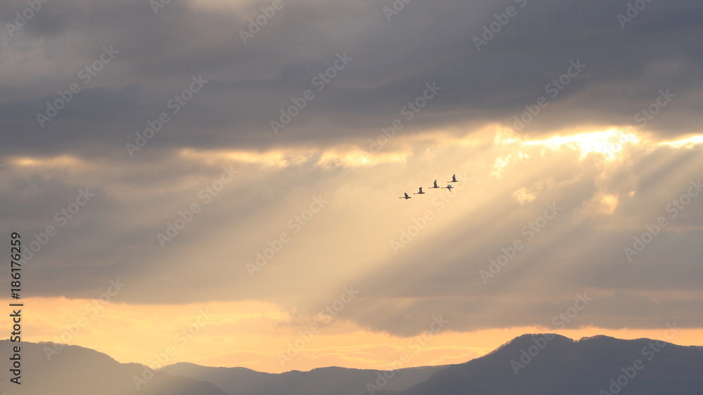 光芒と白鳥（16：9）　Angel ladder and swans