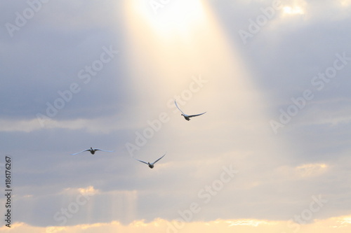 光芒と白鳥　Angel ladder and swans