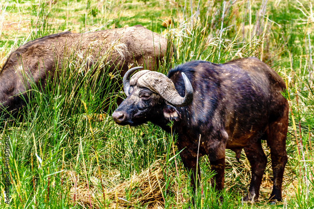 custom made wallpaper toronto digitalWater Buffaloes grazing on the riverbank of the Olifants River in Kruger National park near the town of Phalaborwa in South Africa