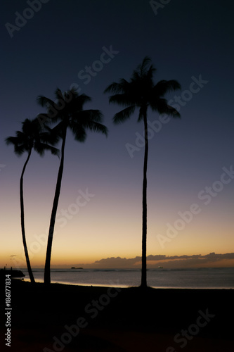 O'ahu Palm Silhouettes at Sunset