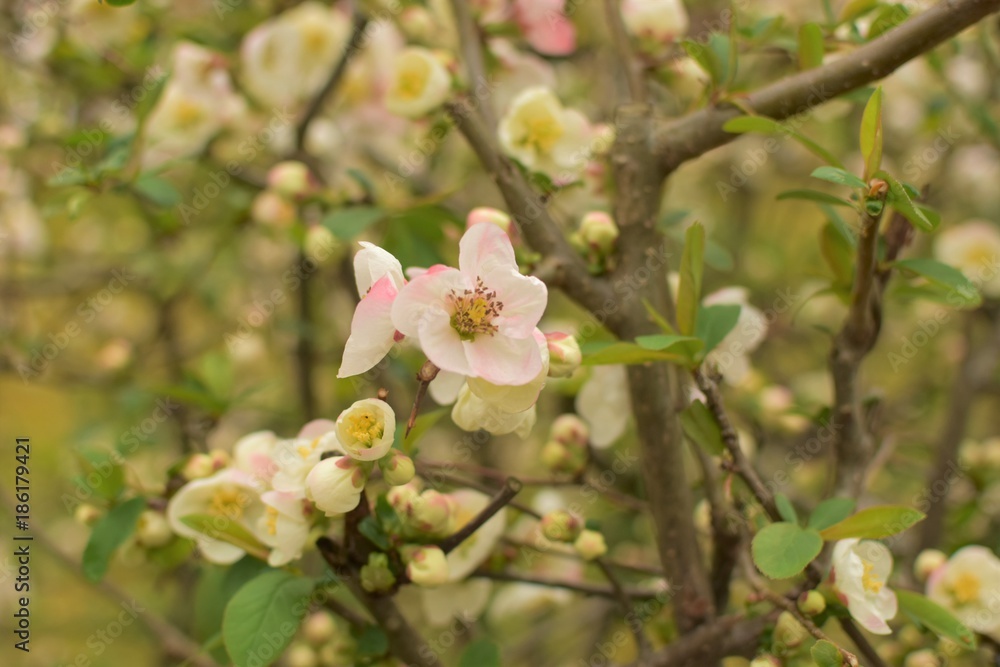 Fototapeta premium 木瓜の花