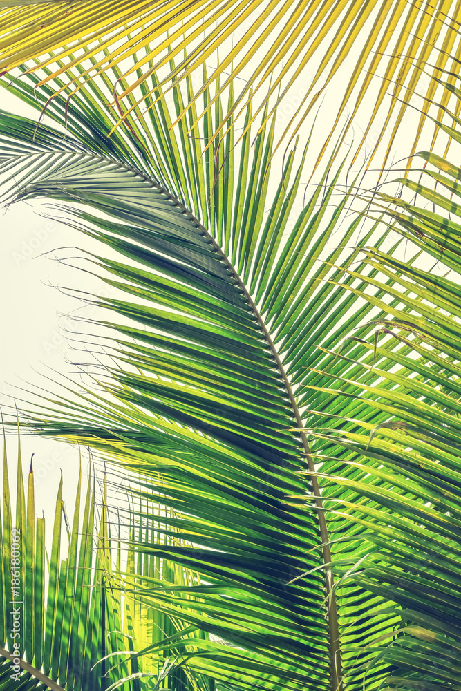 Naklejka premium Palm tree leaves tropical plant green foliage against natural summer or spring sky for Plam Sunday religious holiday background