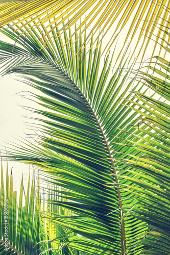 Palm tree leaves tropical plant green foliage against natural summer or spring sky for Plam Sunday religious holiday background