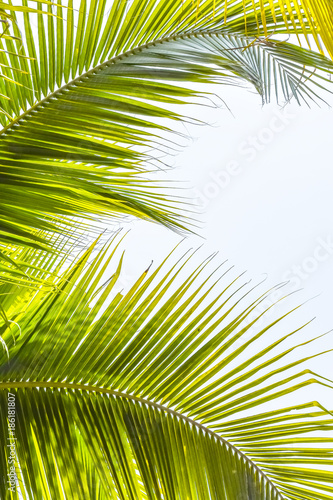 Palm Sunday background for religious holiday backdrop with green tropical tree leaves against natural summer sky