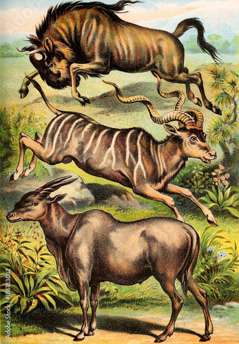 Illustration of mammals. photo