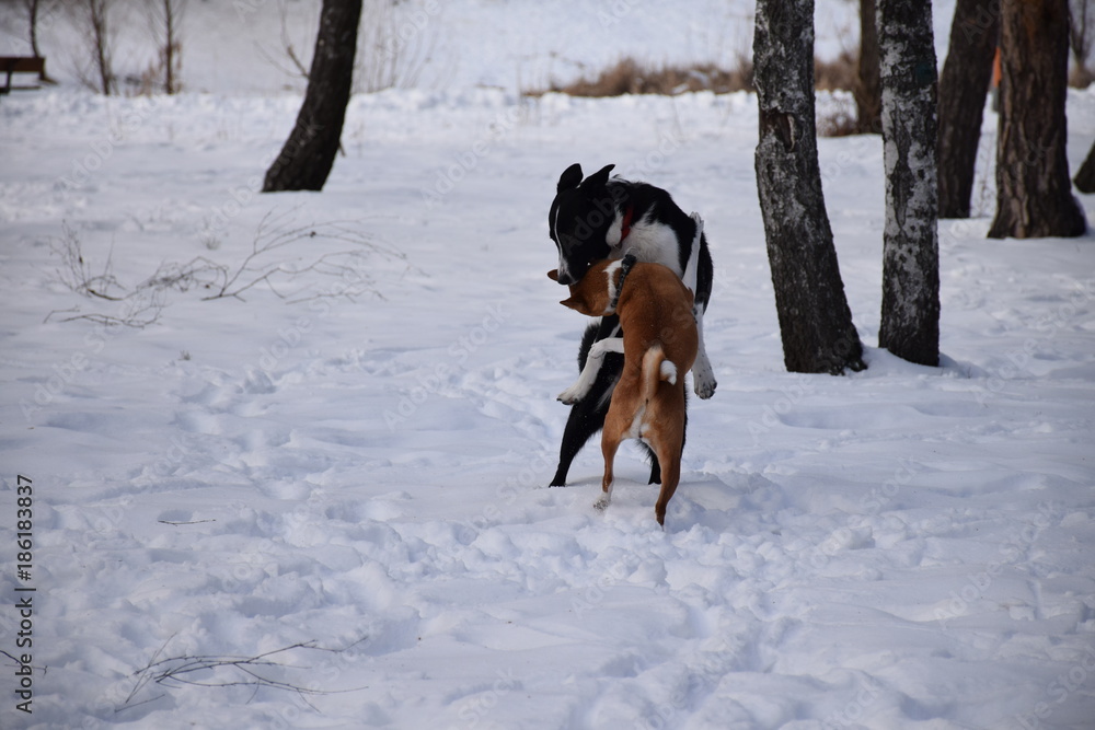 две собаки резвятся в снегу под присмотром хозяйки  