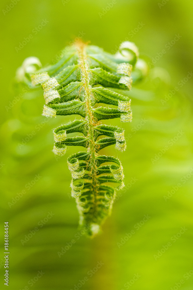 green curly leaves close up macro with green background green curly leaves close up macro with green background