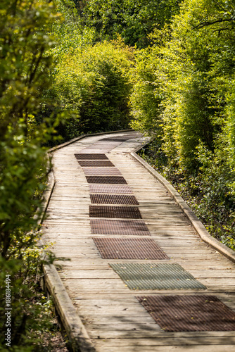 elevated wooden path in the middle of the forest under the sun in the park