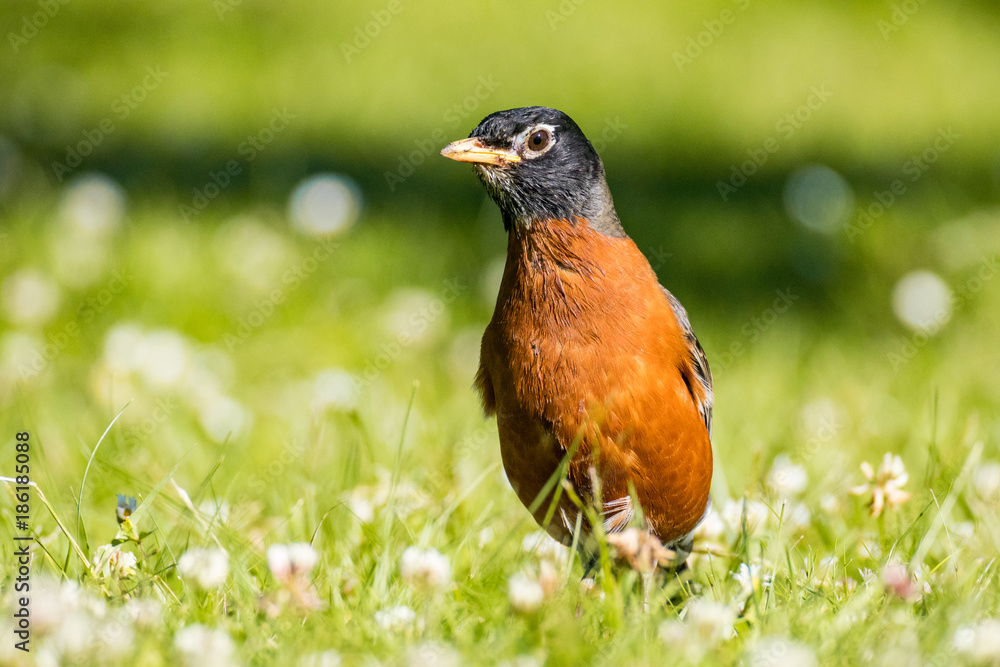a robin resting on the grass under the sun looking at left a robin resting on the grass under the sun looking at left