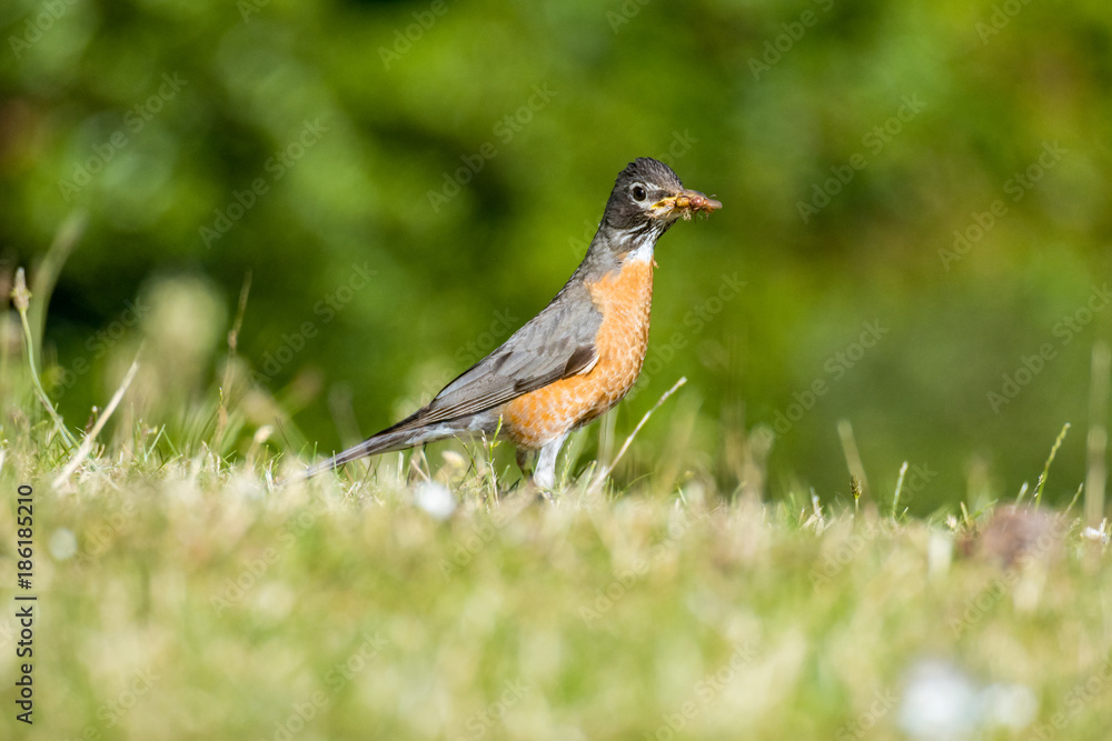 robin standing on the grass with bug in its mouth under the sun robin standing on the grass with bug in its mouth under the sun