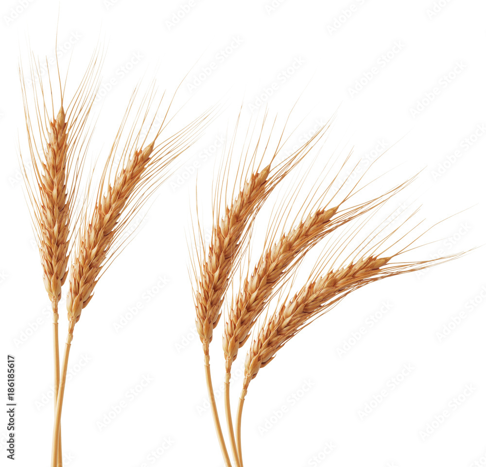 wheat ears