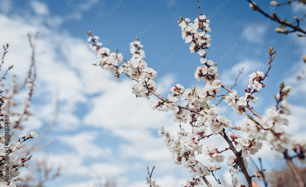 A branch of cherry blossoms. Spring young flowers. Sunlight through the branches. A branch of cherry blossoms. Spring young flowers. Sunlight through the branches.