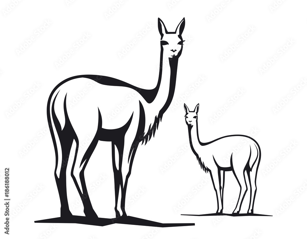 Fototapeta premium Vicuna illustration
