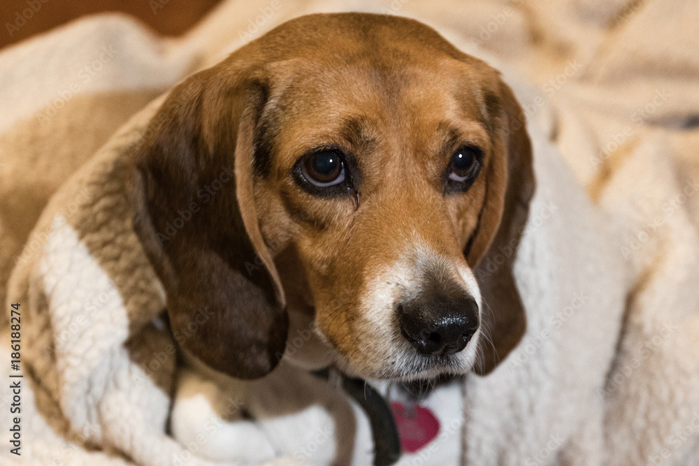 Horizontal of a beagle under a white blanket full facial portrait