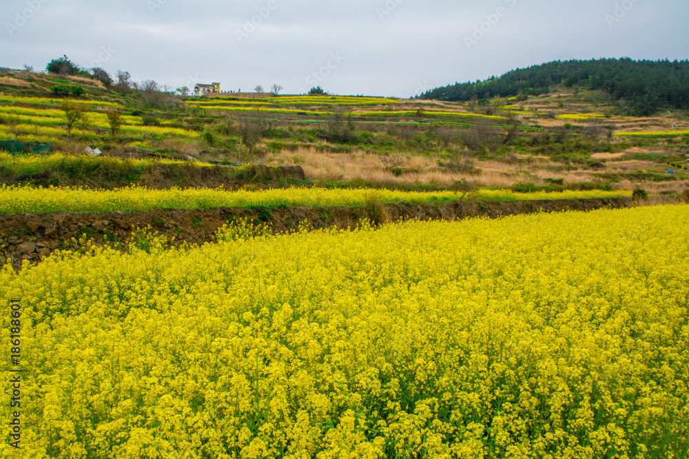 Cheongsando Island is a beautiful island where rapeseed flowers bloom in spring.