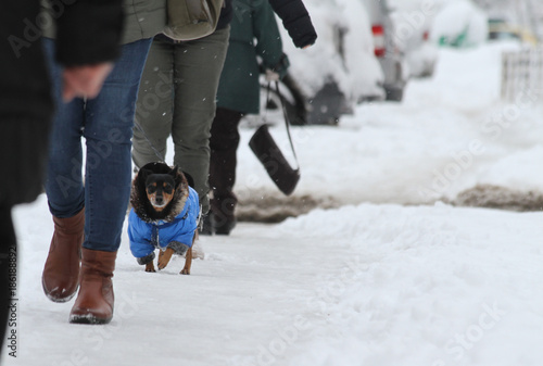 Winter. People  and dog walk on a very snowy sidewalk. People step on an snow-stray pathway. Icy sidewalk. Ice on sidewalks