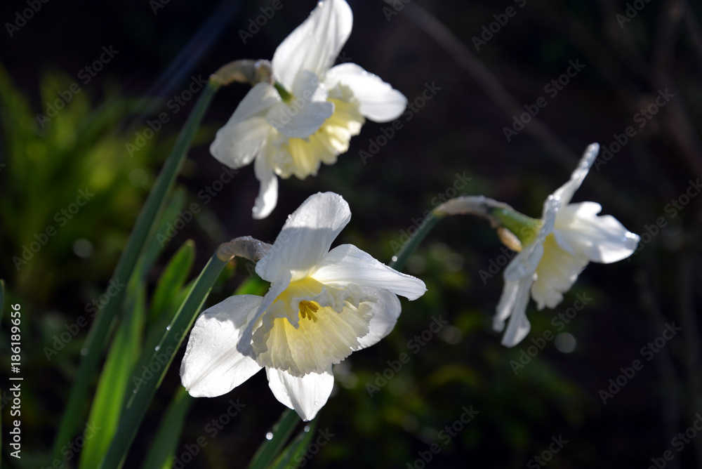 Spring Flowers (Vernal Flowers Frühlingsblumen): rose, hyacinth, narcissus, daffodil, apple blossom, tulip, forsythia Spring Flowers (Vernal Flowers Frühlingsblumen): rose, hyacinth, narcissus, daffodil, apple blossom, tulip, forsythia