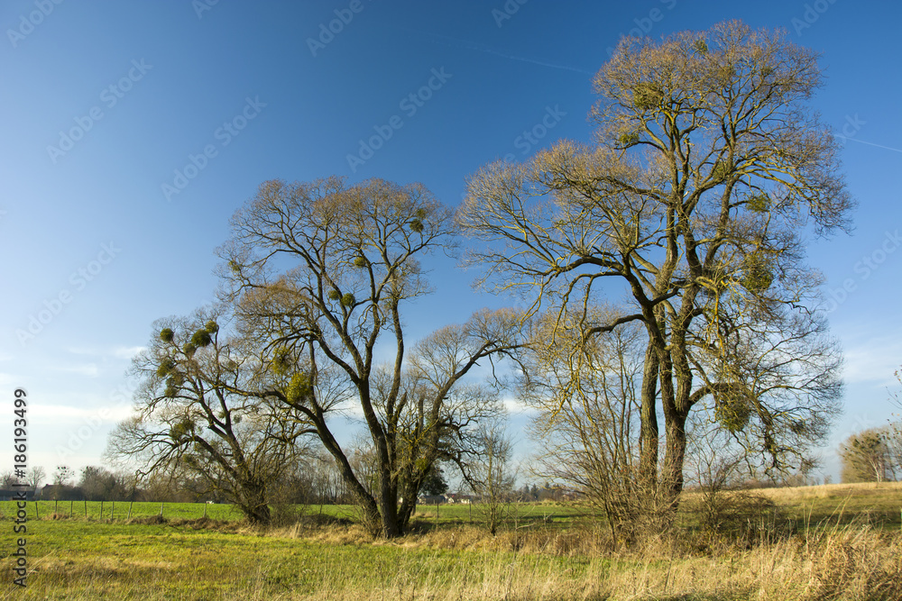 Fototapeta premium Leafless trees with mistletoe on a green meadow and blue sky