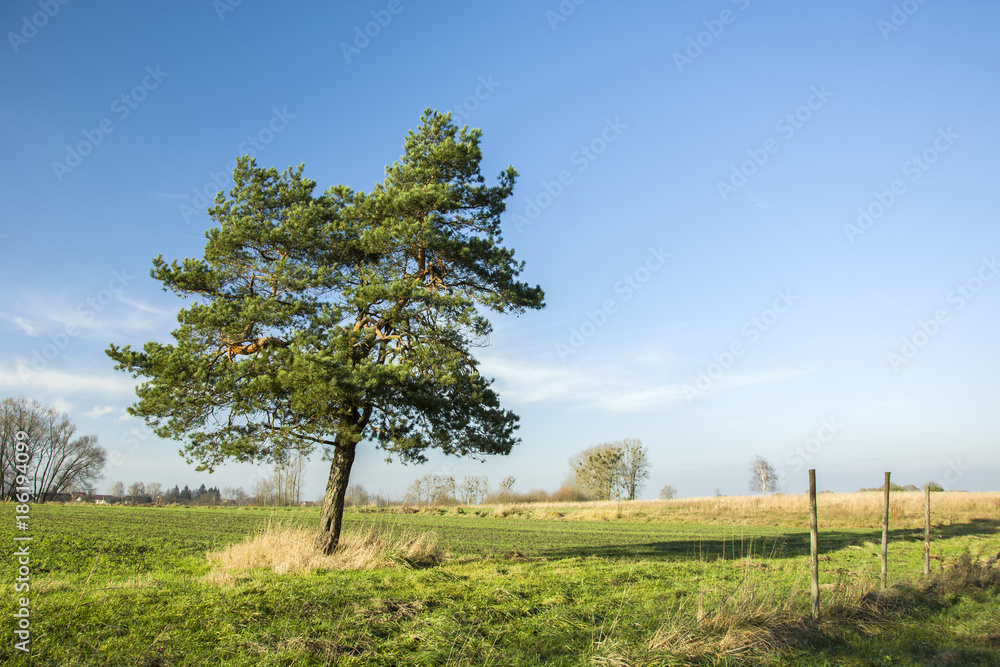 Single coniferous tree on a meadow