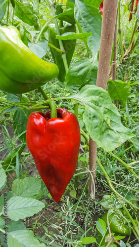 Dark red bell pepper, also known as Jon's head or a pepper and capsicum