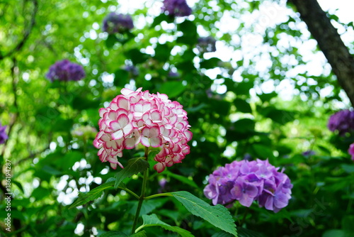 京都梅宮大社の紫陽花