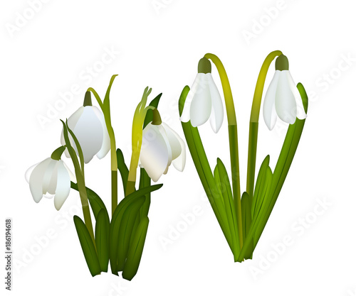 Snowdrops and grass in the background. crocuses. white snowdrops