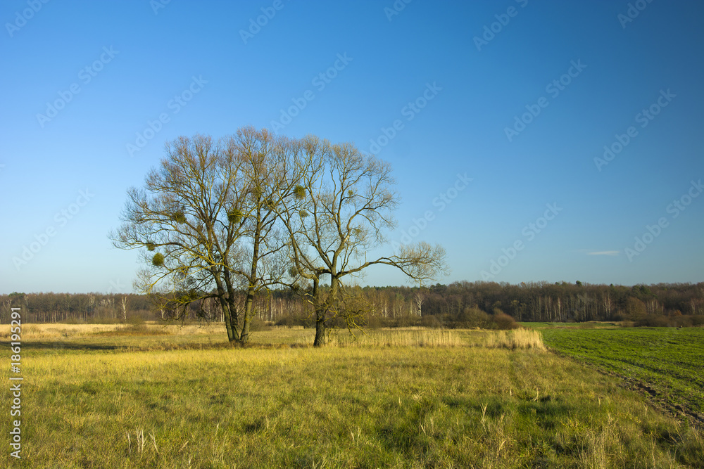Big trees without leaves on the meadow in front of the forest