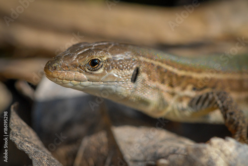 A head of a mediterranean lizard in summer
