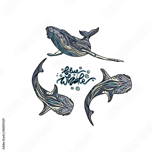 Blue whales vector illustration.
