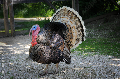 A turkey cock in the mating season photo