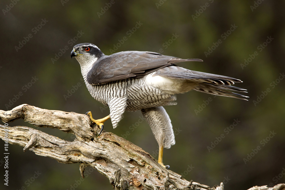 Obraz premium Adult male of Northern goshawk, Accipiter gentilis
