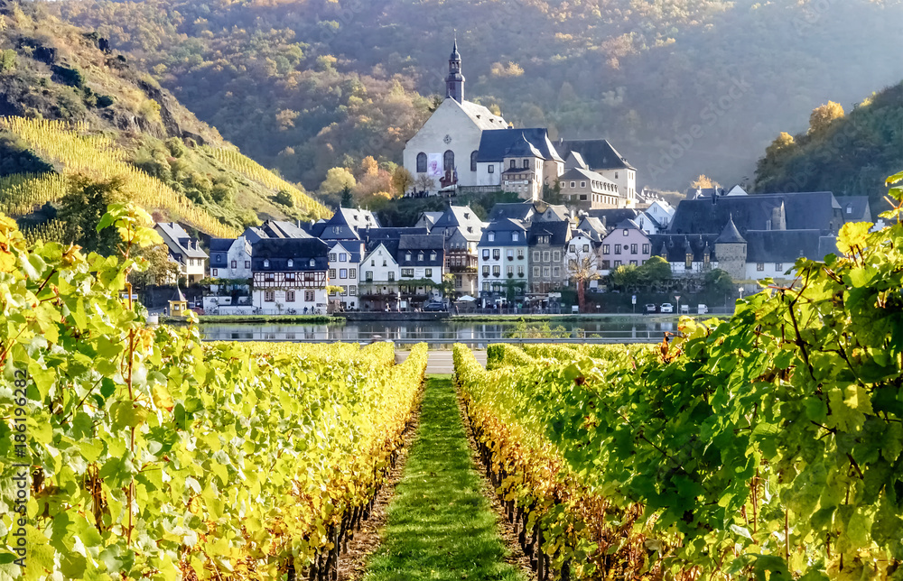 Fototapeta premium Blick durch Herbstfarbene Weinstöcke, über die Mosel nach Beilstein.
