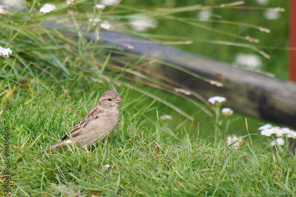 Spatz auf einer Wiese Spatz auf einer Wiese