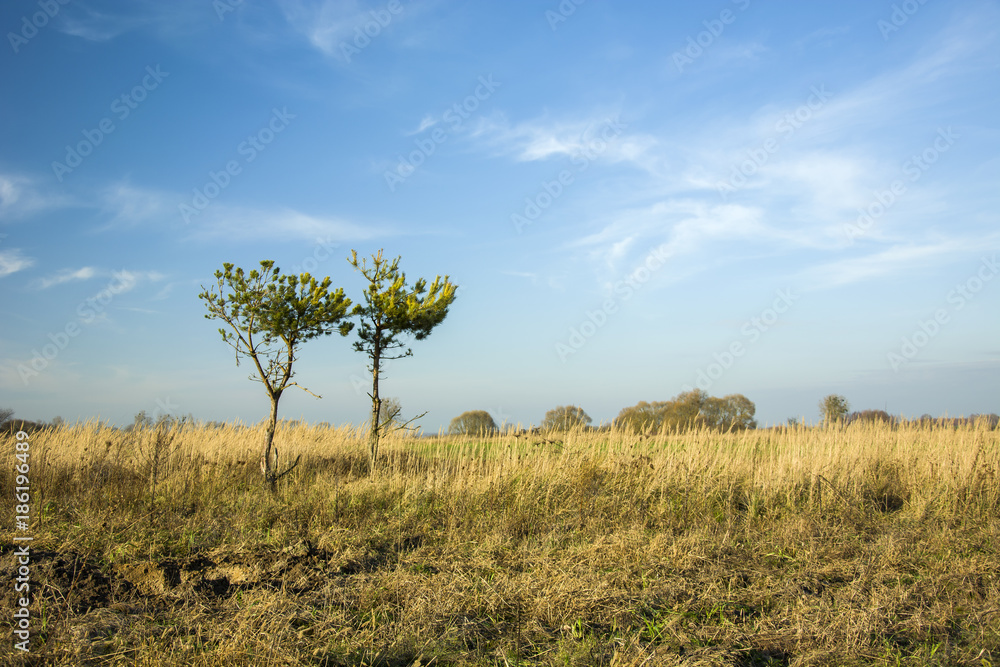 Two small coniferous trees on a wild meadow